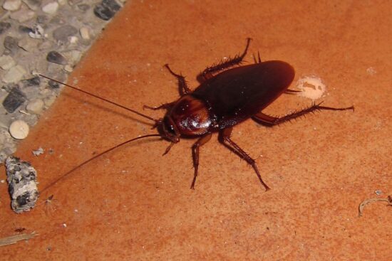 The best roach killers