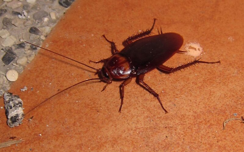 The best roach killers