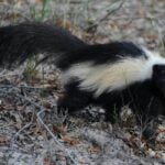 Best skunk repellents
