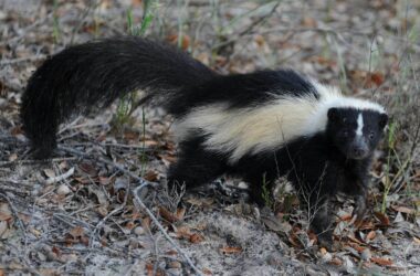 Best skunk repellents