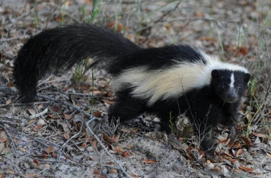Best skunk repellents