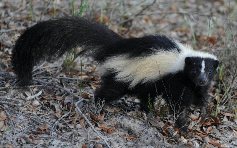 Best skunk repellents