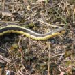 Best snake repellents
