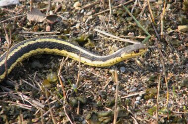 Best snake repellents