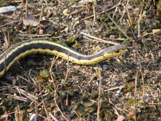 Best snake repellents