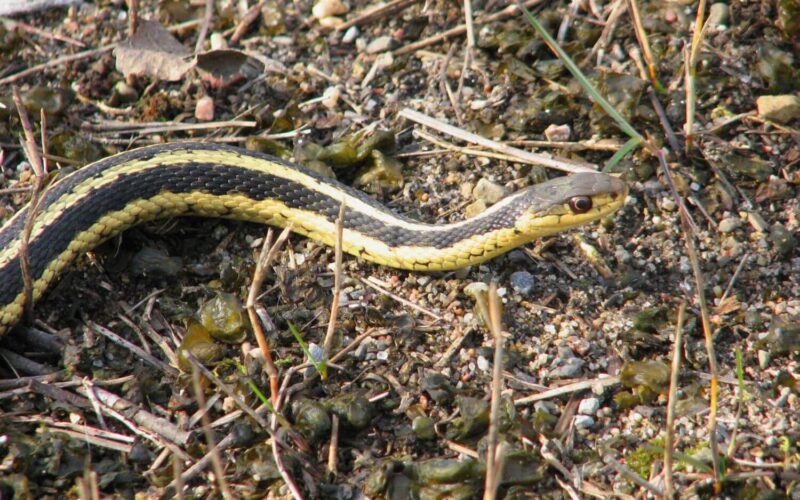 Best snake repellents