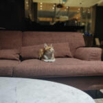 Best sprays to keep cats off your furniture