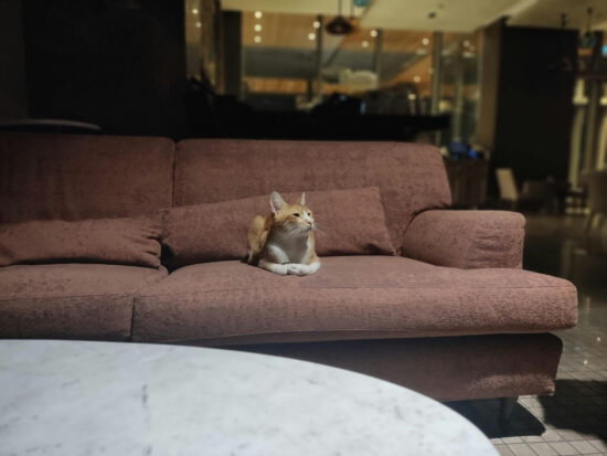 Best sprays to keep cats off your furniture