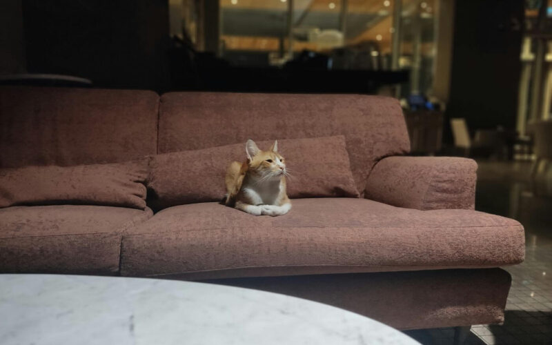 Best sprays to keep cats off your furniture