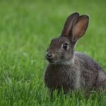 Best types of rabbit repellents