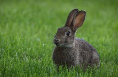 Best types of rabbit repellents