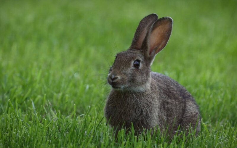 Best types of rabbit repellents