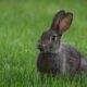 Best types of rabbit repellents