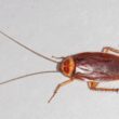 Bugs that look like cockroaches