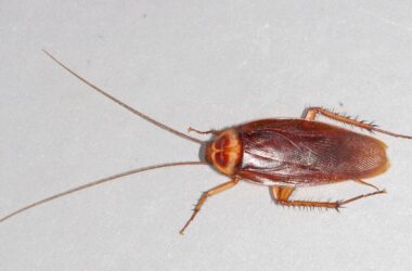 Bugs that look like cockroaches