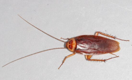 Bugs that look like cockroaches