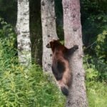 Can bears climb trees