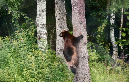 Can bears climb trees