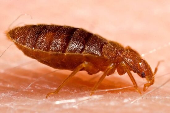Can bed bugs fly