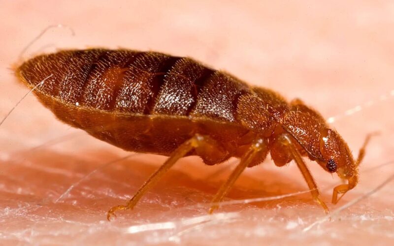 Can bed bugs fly