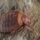 Can bed bugs make you sick