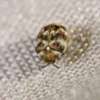Carpet beetle eggs in your bed