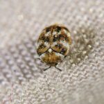 Carpet beetle eggs in your bed