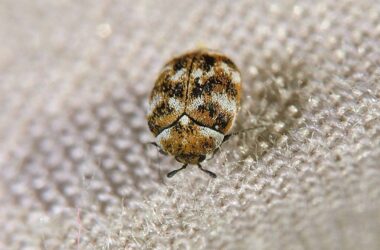 Carpet beetle eggs in your bed