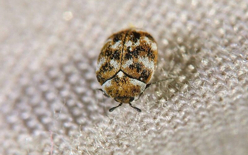 Carpet beetle eggs in your bed