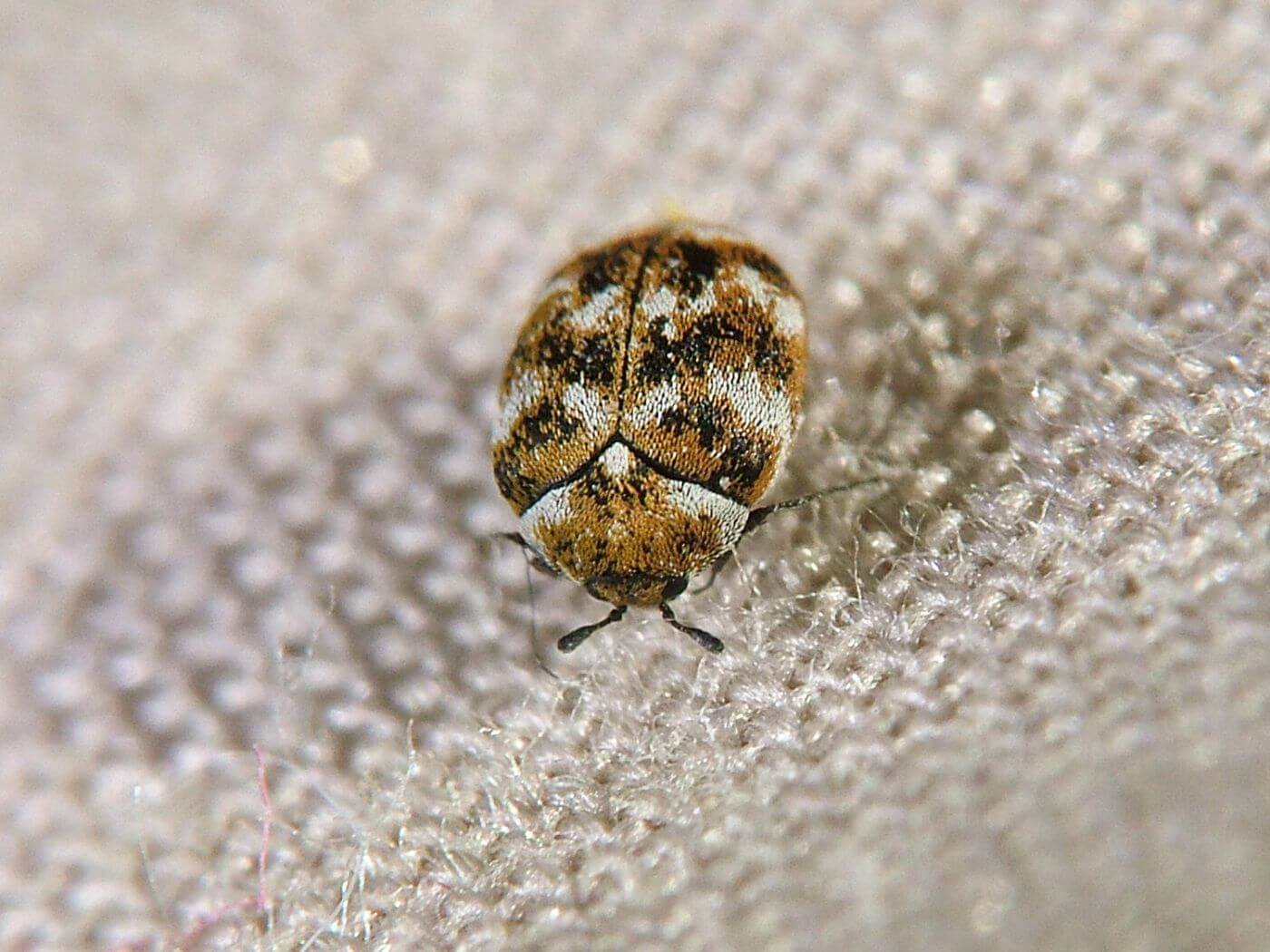 Carpet beetle eggs in your bed