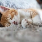 Do bed bugs bite cats