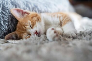 Do bed bugs bite cats