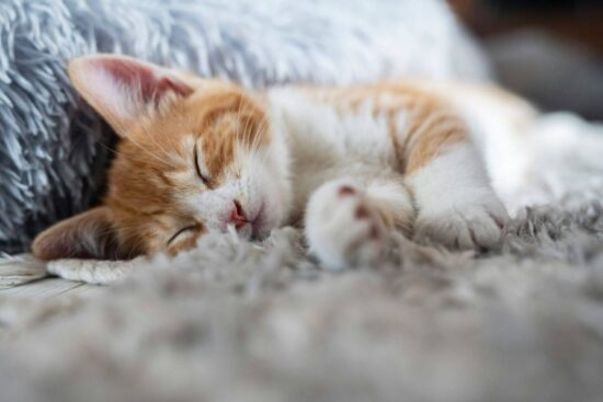 Do bed bugs bite cats