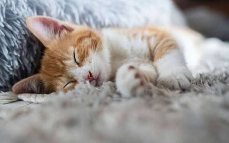 Do bed bugs bite cats