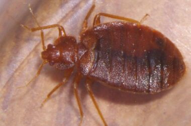 Do bed bugs jump