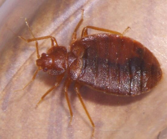 Do bed bugs jump