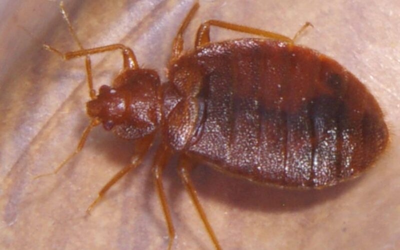 Do bed bugs jump