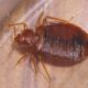 Do bed bugs jump