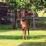 Do deer eat hydrangeas