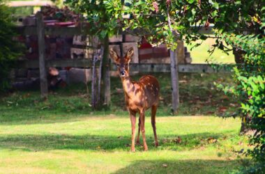 Do deer eat hydrangeas