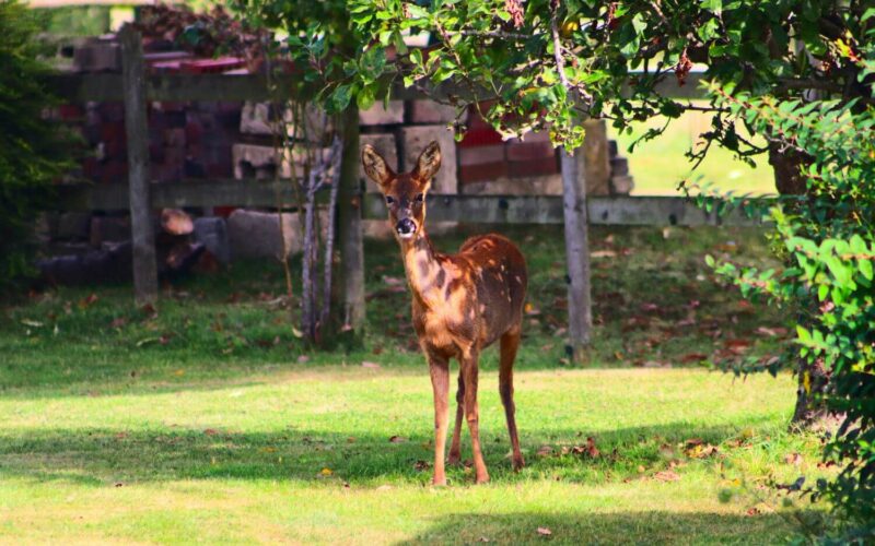 Do deer eat hydrangeas