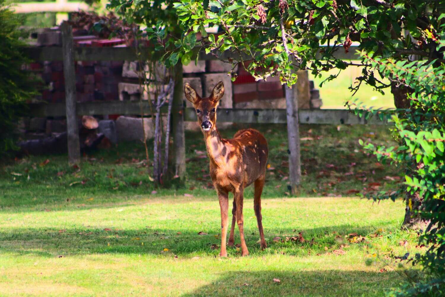 Do deer eat hydrangeas