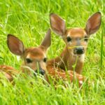 Deer that have been eating pansies