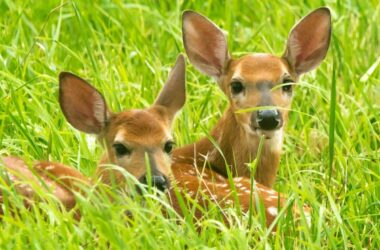 Deer that have been eating pansies