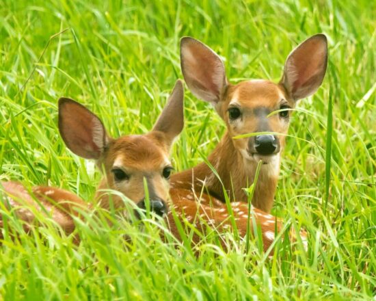 Deer that have been eating pansies