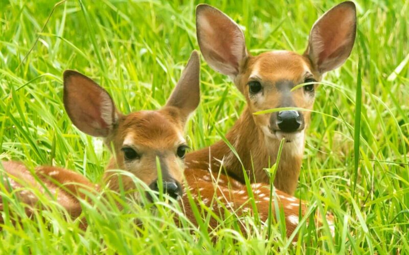 Deer that have been eating pansies