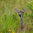 Do deer eat roses?