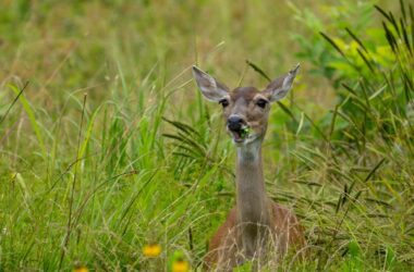 Do deer eat roses?