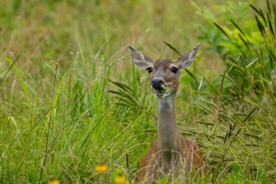 Do deer eat roses?