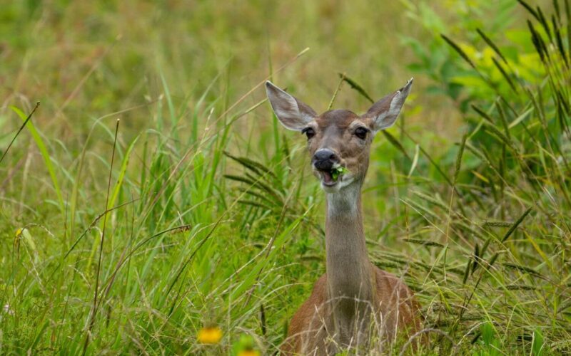 Do deer eat roses?